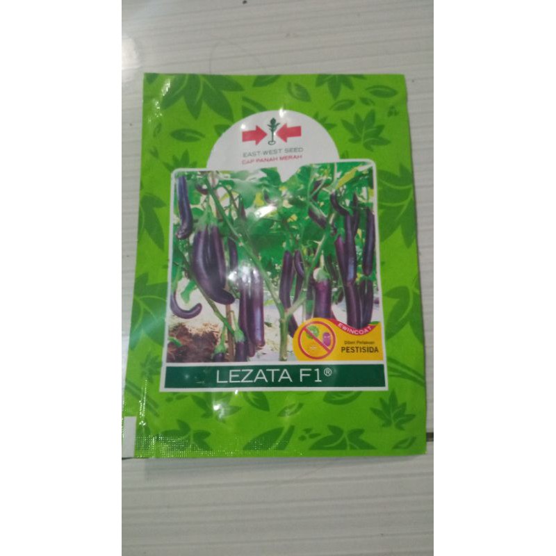 BENIH TERONG UNGU LEZATA 1.100 BUTIR