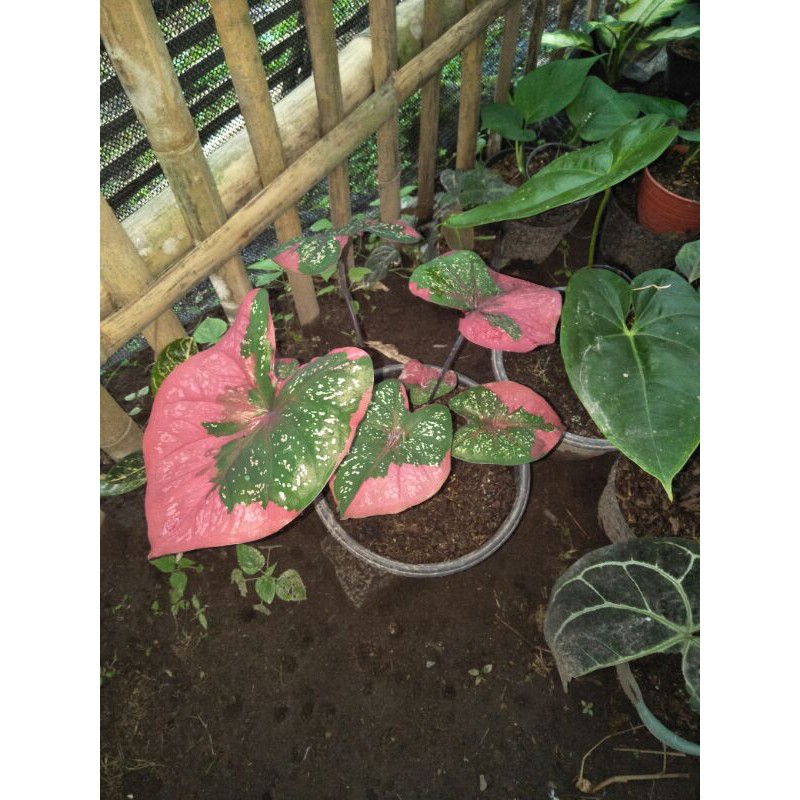 keladi baret indukan