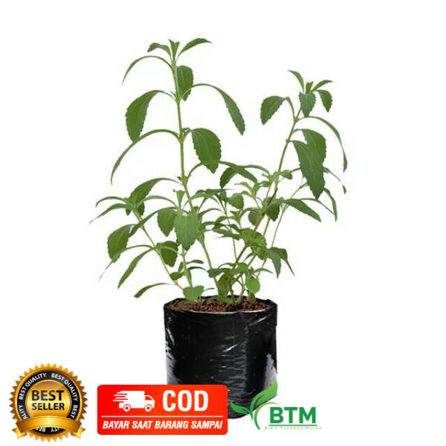 Bibit Tanaman Obat Stevia Super Unggul