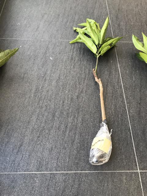 Tanaman Mangga Chokanan - Bibit Mangga Chokanan