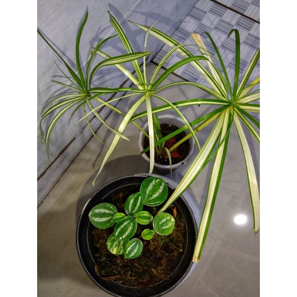 tanaman peperomia water melon & asparagus variegata