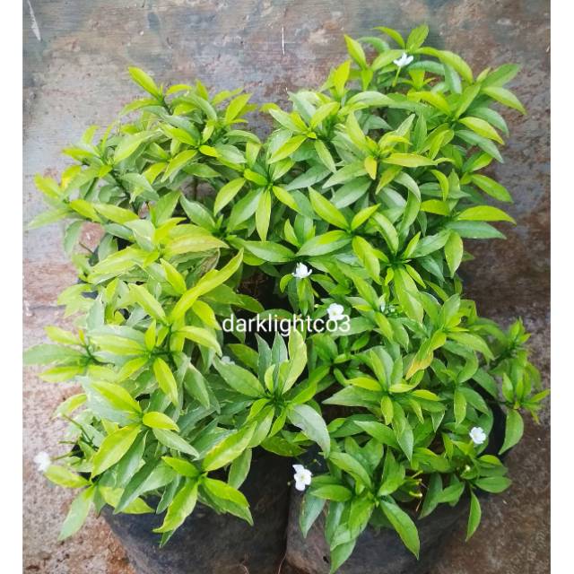 Tanaman Hias Taman Bunga Rombusa Mini - Sabrina Mini Silver