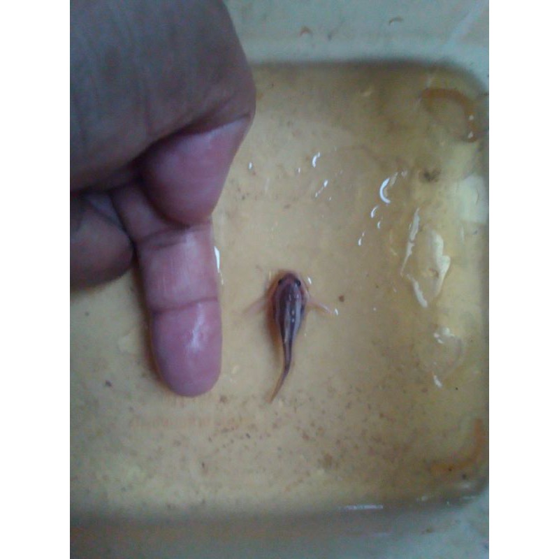 

ikan platydoras