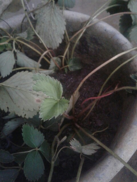 Yang Lagi Hits Dicari Gan Termurah Xman James Man Kemeja Pria Cowo Kantor Kasual Formal Lengan I.625