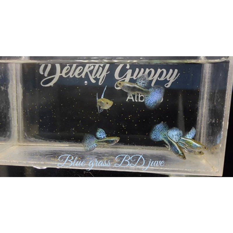

Ikan Guppy blue grass BD
