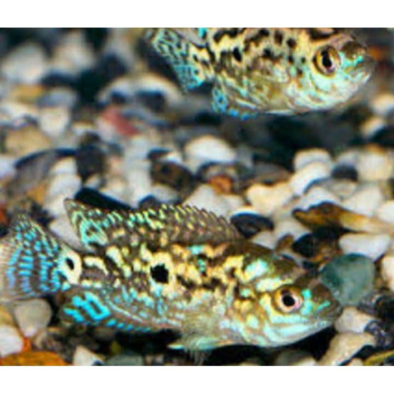 Ikan Hias Electric Blue Jack Demsey