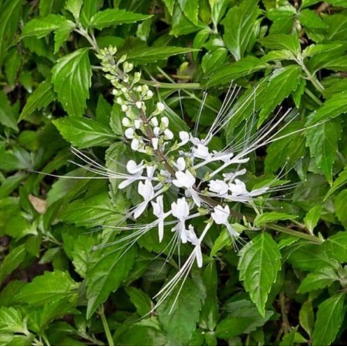 

herbal kumis kucing segar 250 gram