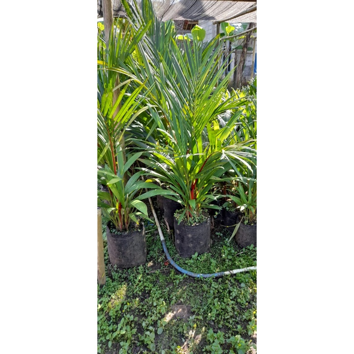 Promo Paket Hemat Palem Merah dan Palem merah botol 1 Meter Tunas bibit