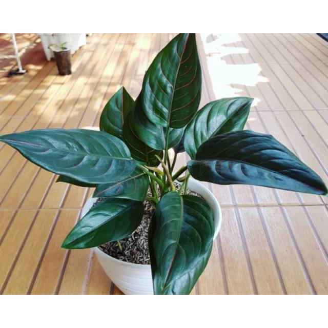 Tanaman hias aglonema rotundum - aglonema rotundum