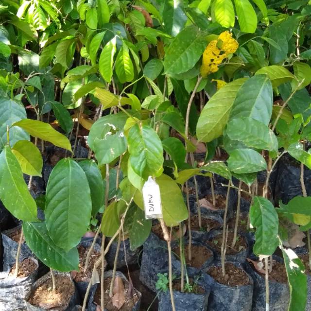 bibit duku palembang