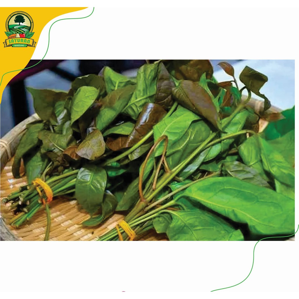 

promo DAUN MELINJO/ IKAT