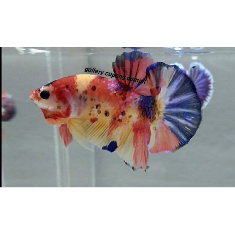 Cupang Multi Yellow base