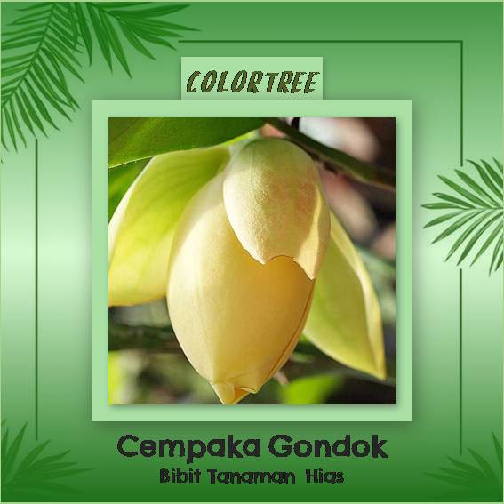 Tanaman Hias Cempaka Gondok