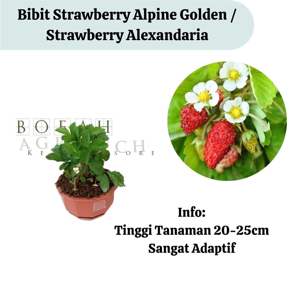 Bibit Tanaman Strawberry Alpine Golden Strawberry Alexandaria (sudah berbuah)