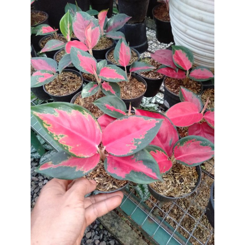 Aglaonema Suksom Jaipong