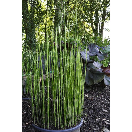 Tanaman hias bambu air - pohon bambu air - tanaman hidup - tanaman murah - bunga hidup