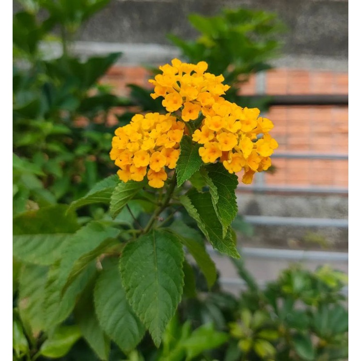 Bunga Tembelekan kuning / bunga tahi ayam kuning / vegetasi lebah klanceng dan trigona / saliara / L