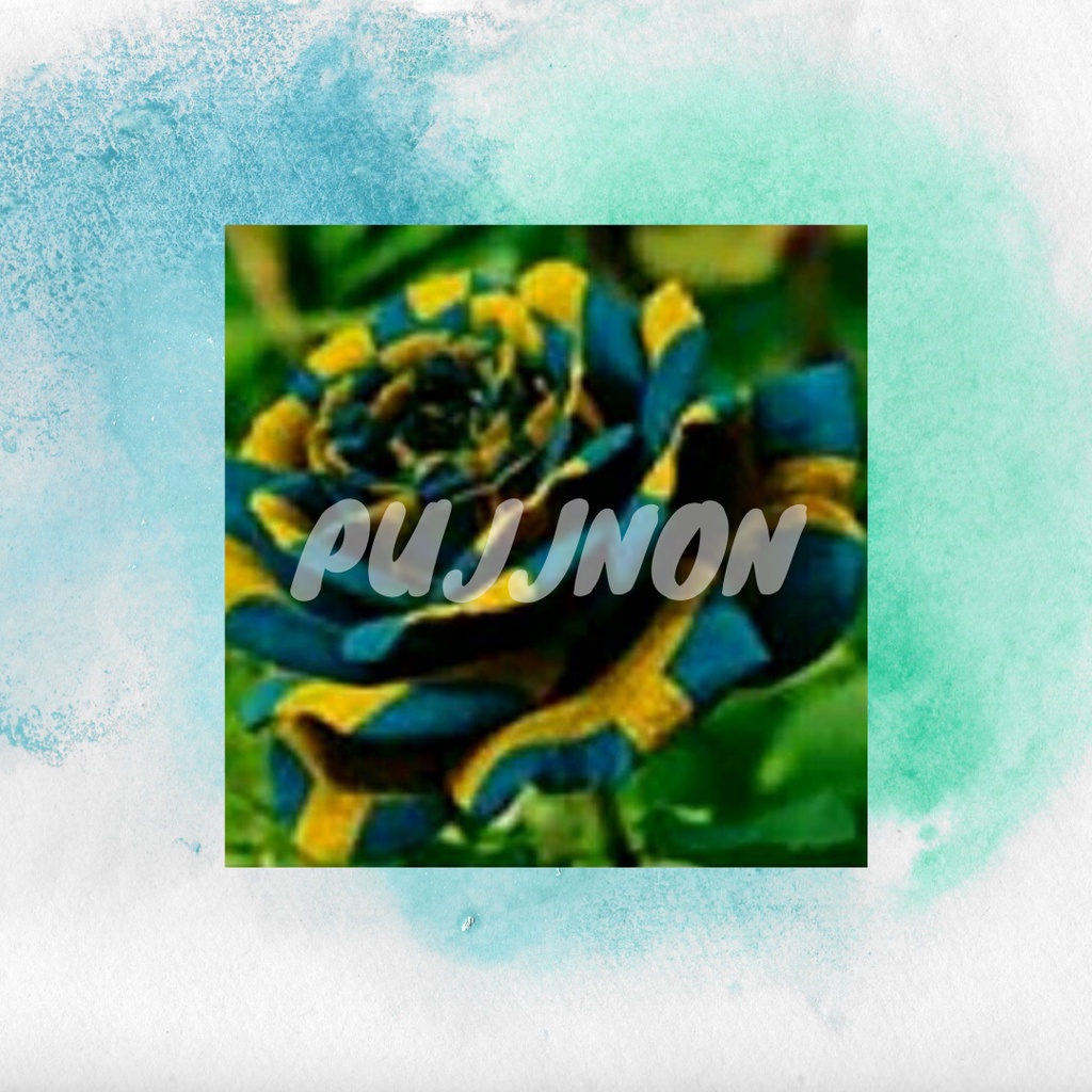 Benih Biji Bunga Mawar Langka Green Gold isi 10 Biji Berkualitas