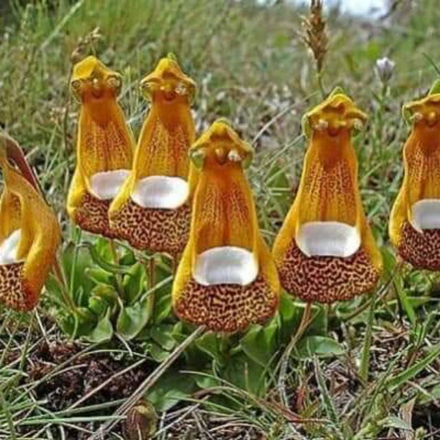 aisyahdindasaraswati008