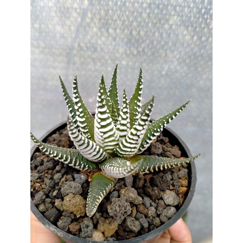 Haworthia Zebra