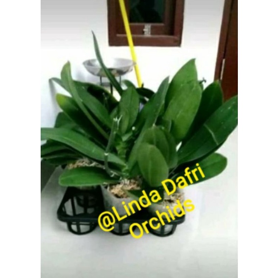 Anggrek Bulan Paska  Rental  ( utk warna tdk bisa pilih )  Baca diskripsi utk Perawatannya