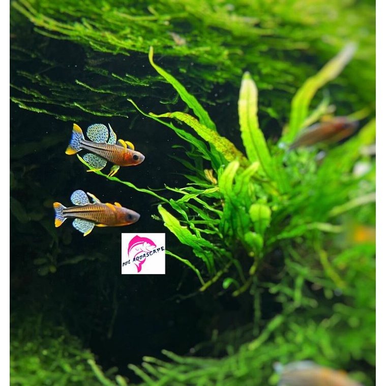 Ikan hias schooling pseudomugil  paskai  aquascape