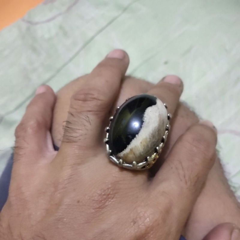 cincin fosil kayu