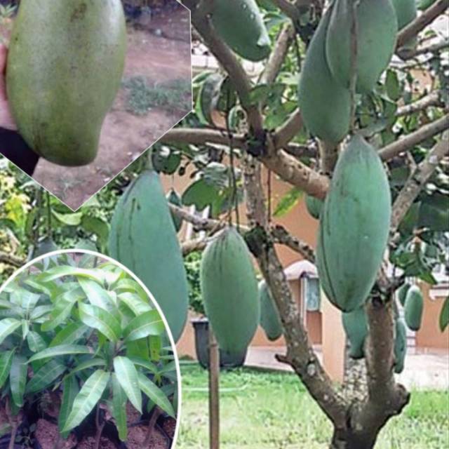 Bibit mangga super mahatir