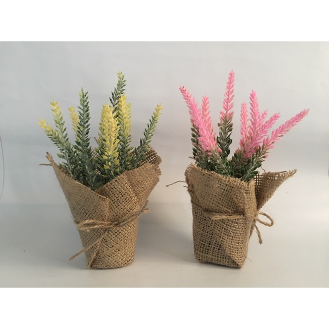 Bunga lavender pot goni