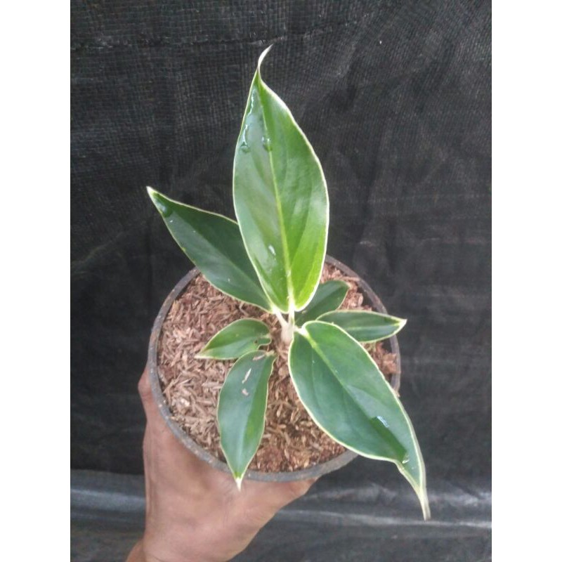 tanaman aglonema lipstik putih