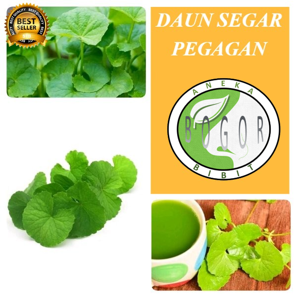 

DAUN PEGAGAN / ANTANAN SEGAR 250 GRAM