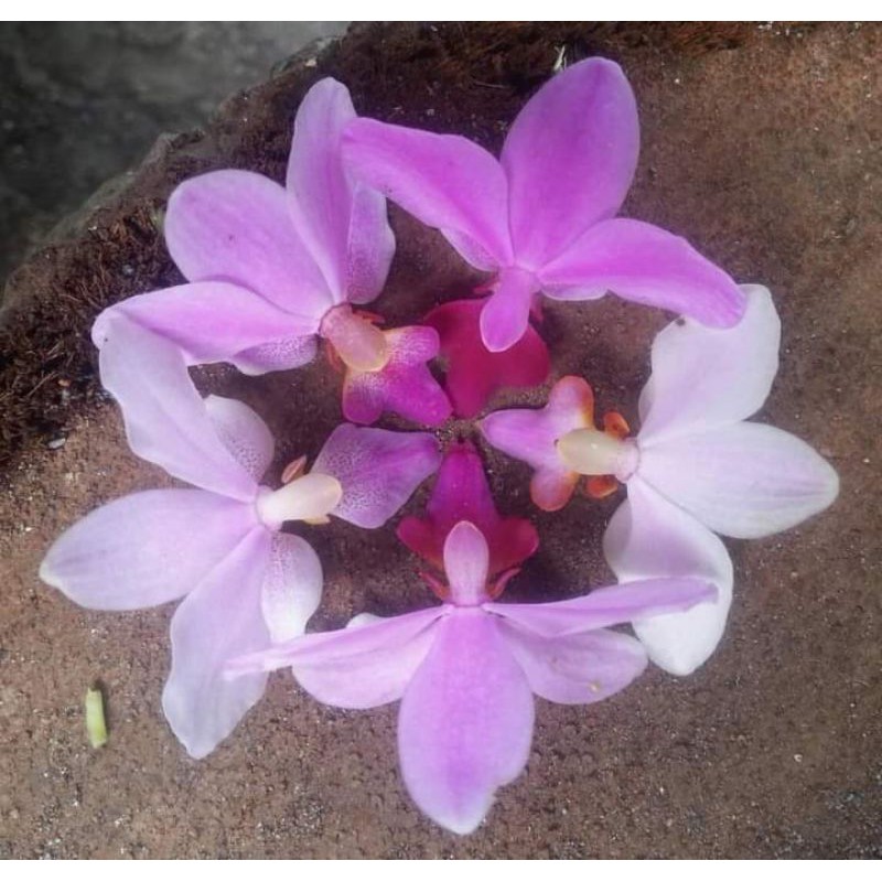 ID ANGGREK DORITIS LIDAH MERAH DEWASA SEHAT