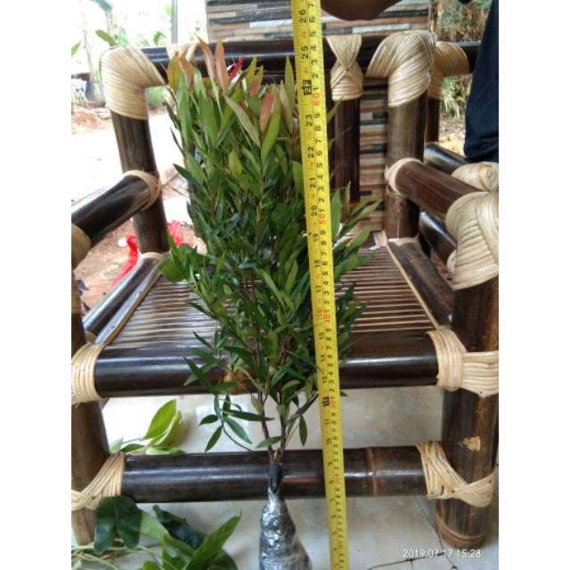 Pohon pucuk merah dari biji-tanaman hias pucuk merah