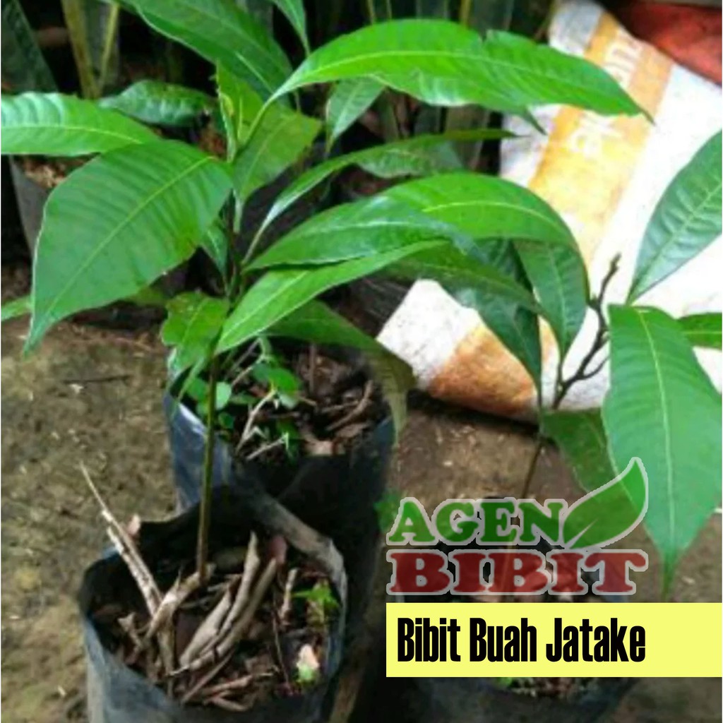 Bibit Pohon Buah Gandaria - Jatake Langka