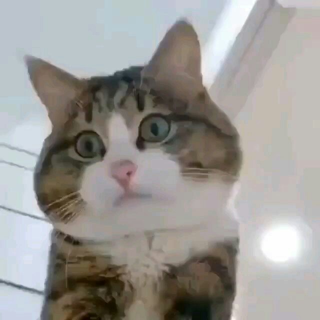 Alat Bonsai Dan Berkebun, Pisau Victorinox Pisau Okulasi Made In Swiss