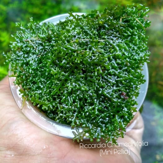 Moss Ricardia Mini Pelia Bahan Aquascape Riccardia Lumut Aquarium Shopee Indonesia