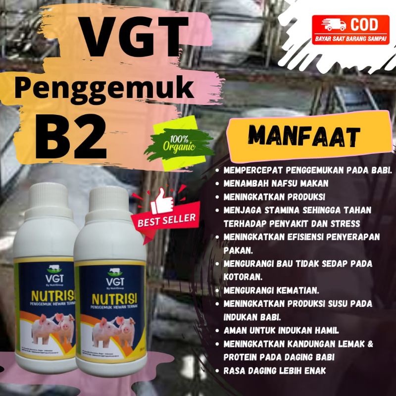 VGT NUTRISI PENGGEMUK BABI