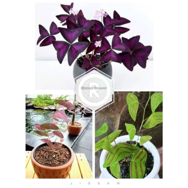 PAKET 3 POHON OXALIS HIAS / TANAMAN HIAS OXALIS BATIK - OXALIS UNGU - OXALIS BATIK UNGU