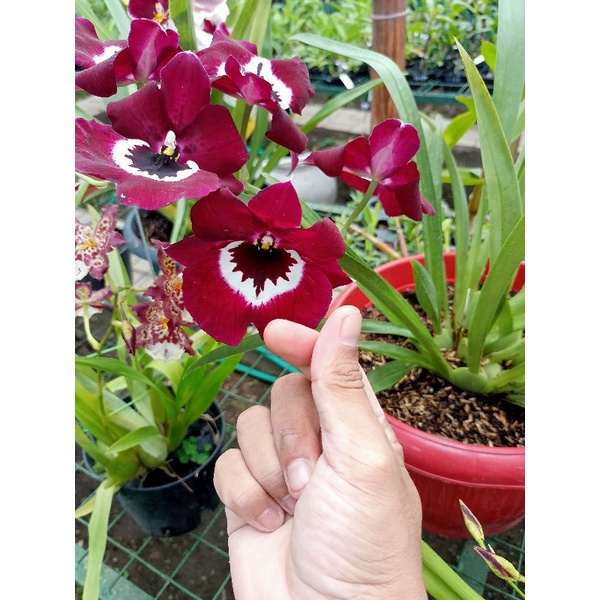 MILTONIA Anggrek Amerika Latin