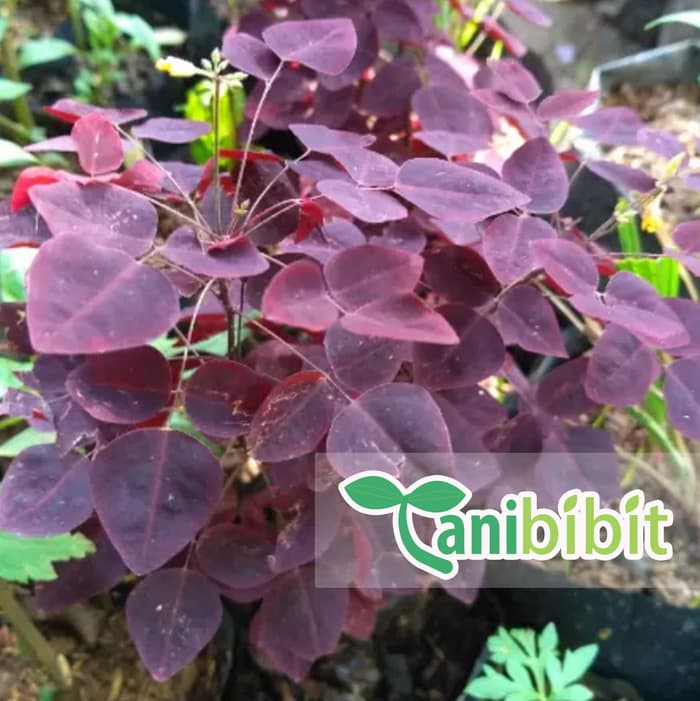 Bibit Tanaman Calincing Ungu - Semanggi Ungu (obat herbal)