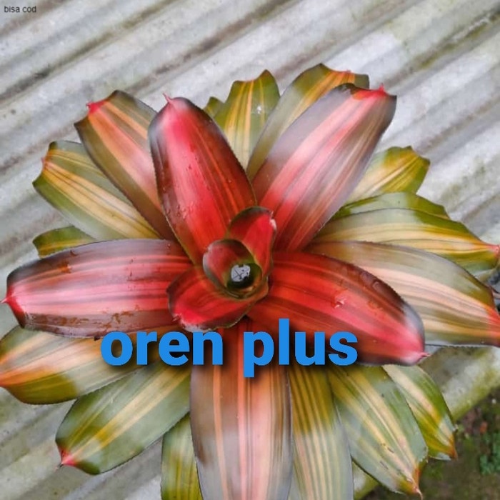 tanaman bromeliad orange