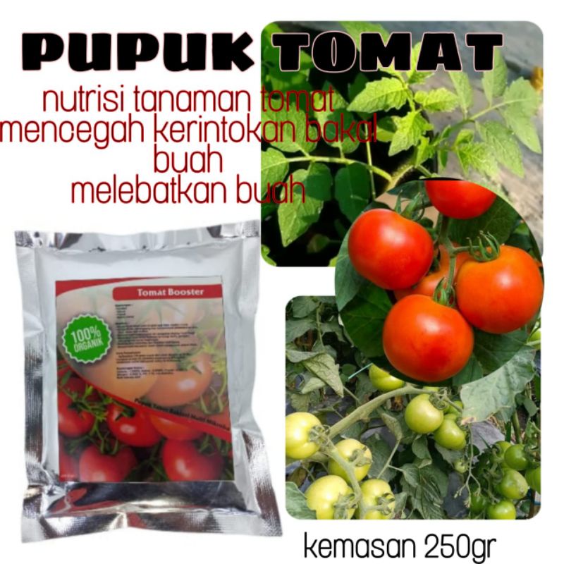 Pupuk tomat booster pupuk organik tomat pupuk tanaman tomat agar cepat berbuah lebat