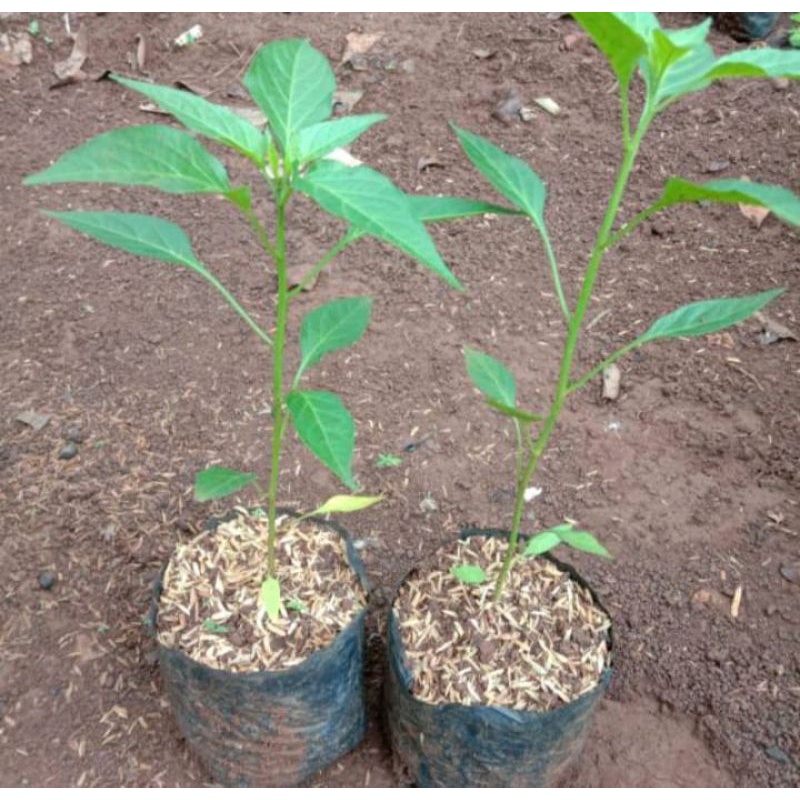 Bibit Cabai Rawit Bibit Cabai Pedas persatu bibit Siap Tanam