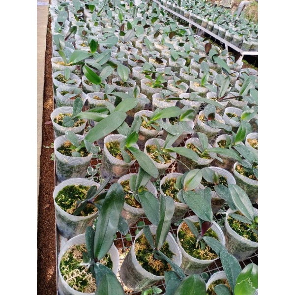 ANGGREK BULAN REMAJA