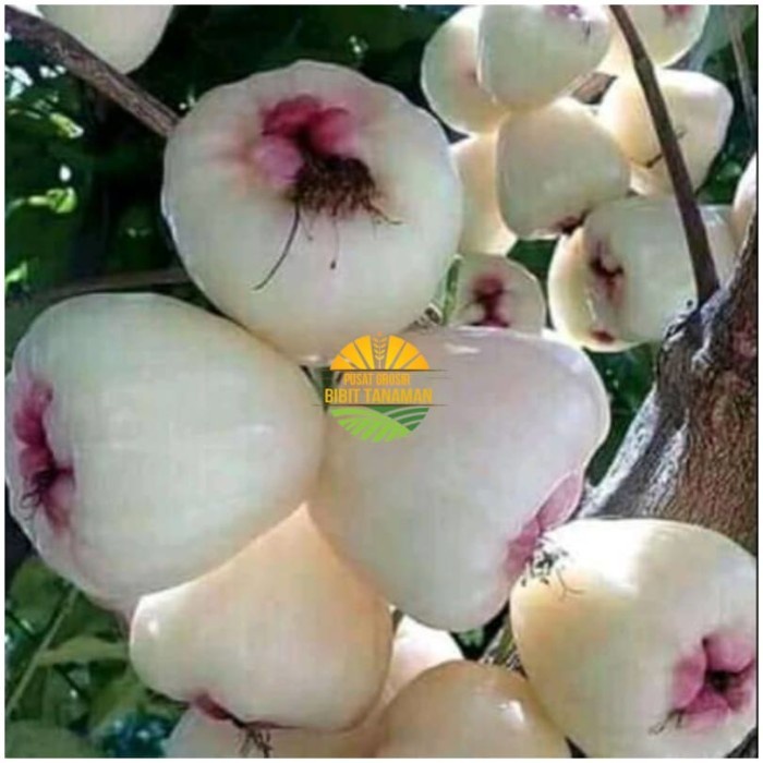 BIBIT JAMBU AIR MADU SUSU