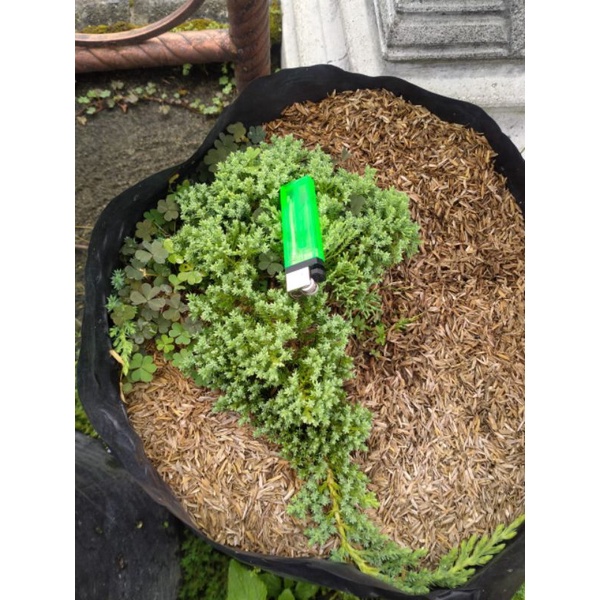 Bahan Bonsai Juniperus Procumbens Nana/ Cemara Dwarf