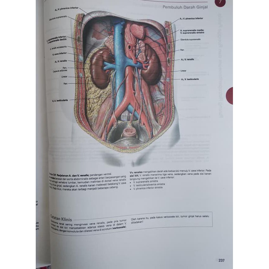 Atlas Anatomi Manusia Sobotta Jilid 1,2 & 3 + Tabel Anatomi