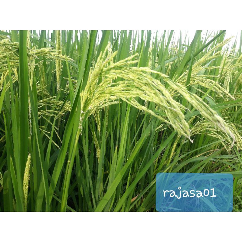 Padi Unggul Rajasa_01