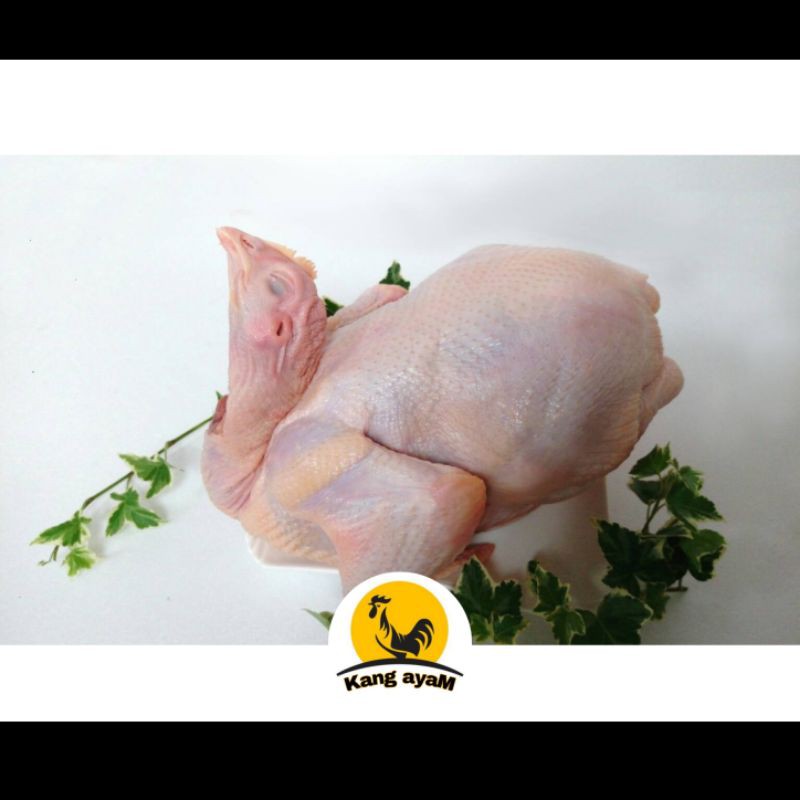 

ayam utuh uk 1.3 bersih tanpa jeroan / ayam segar / ayam fresh / ayam premium