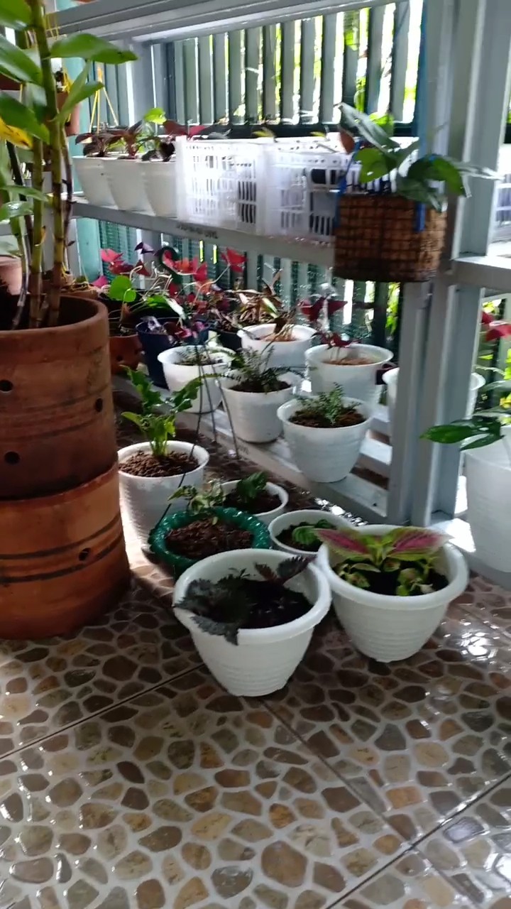 Tanaman Hias Gantung Bunga Ivy Varigata / Hedera Helix Glacier